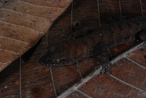Nactus observed 2008-07-06