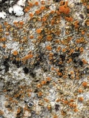 Athallia pyracea