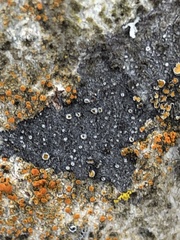 Caloplaca cerina