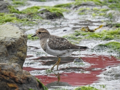 Charadrius modestus