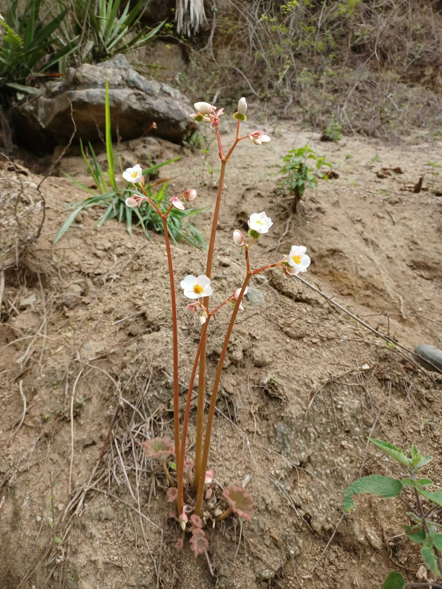 Begonia parcifolia image