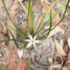 Caesia parviflora