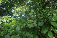 Cordia dentata