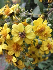 Rumfordia floribunda