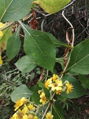 Rumfordia floribunda