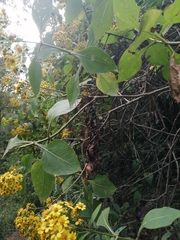 Rumfordia floribunda