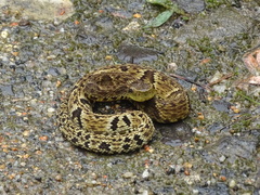 Bothrops jararaca