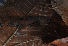 Nactus multicarinatus