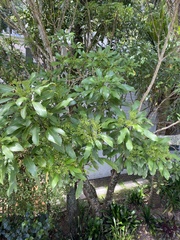 Pseudopanax lessonii