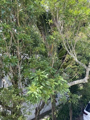 Pseudopanax lessonii