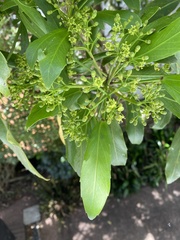 Pseudopanax lessonii
