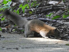 Callosciurus caniceps