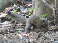 Callosciurus caniceps