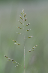 Festuca pseudovaginata