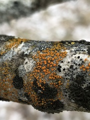 Athallia pyracea