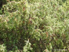 Juniperus oxycedrus