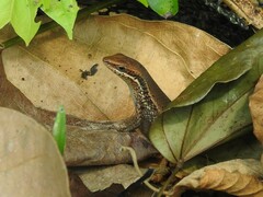 Eutropis macularia