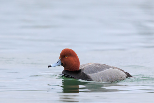 Redhead, photo 10 of 10