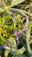 Echium candicans