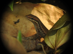 Eutropis macularia