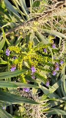 Echium candicans