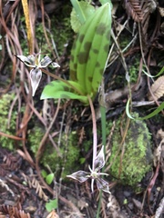 Scoliopus bigelovii