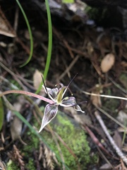 Scoliopus bigelovii