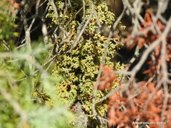 Arceuthobium oxycedri