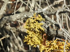 Arceuthobium oxycedri