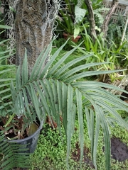 Pteris longifolia