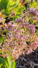 Limonium perezii