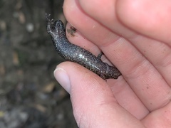 Desmognathus fuscus