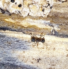 Cyphomyrmex rimosus