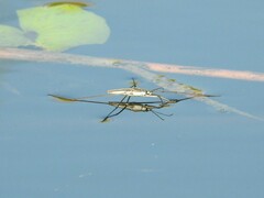 Aquarius adelaidis