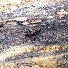 Cyphomyrmex rimosus
