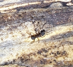 Cyphomyrmex rimosus