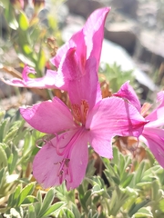 Alstroemeria exserens