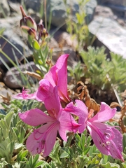 Alstroemeria exserens