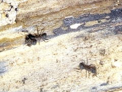 Cyphomyrmex rimosus