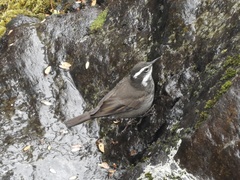 Cinclodes patagonicus