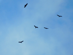 Cathartes aura