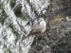 Cinclodes patagonicus