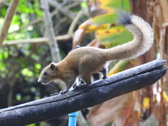 Callosciurus caniceps