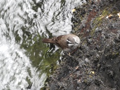 Cinclodes patagonicus