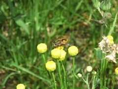Eristalis bogotensis