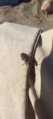 Pyractonema