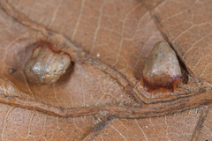 Macrodiplosis majalis