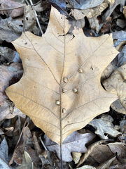 Macrodiplosis majalis