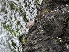 Cinclodes patagonicus