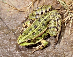 Pelophylax ridibundus